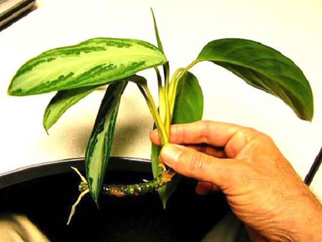 نگهداری گیاهان در پاسیو (۴)