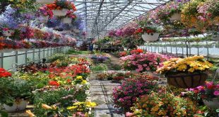 بهترین مراکز پرورش گل و گیاه (۳)