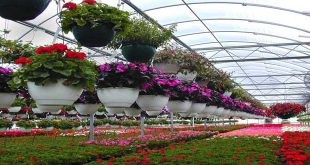مرکز تخصصی گل و گیاه (۱)