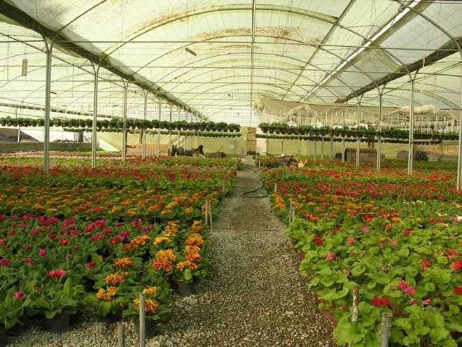 مرکز تخصصی گل و گیاه (۴)
